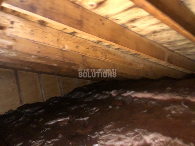 mold removal fairport